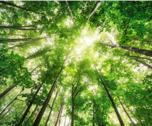 responsabilite environnementale